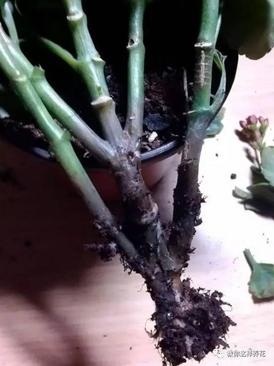 在阳光下腐烂,自然降解的奥秘与启示